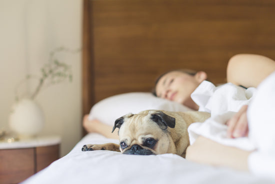 Zinus | Mattress | Comfortable Mattress